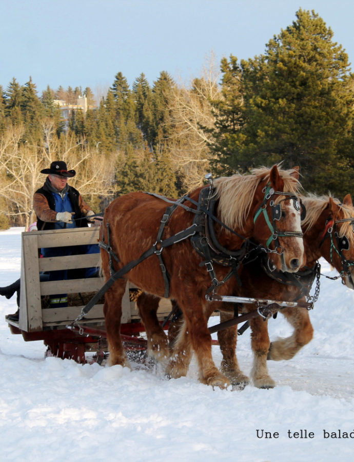 L’hiver en Alberta et Le Silver Skate Festival